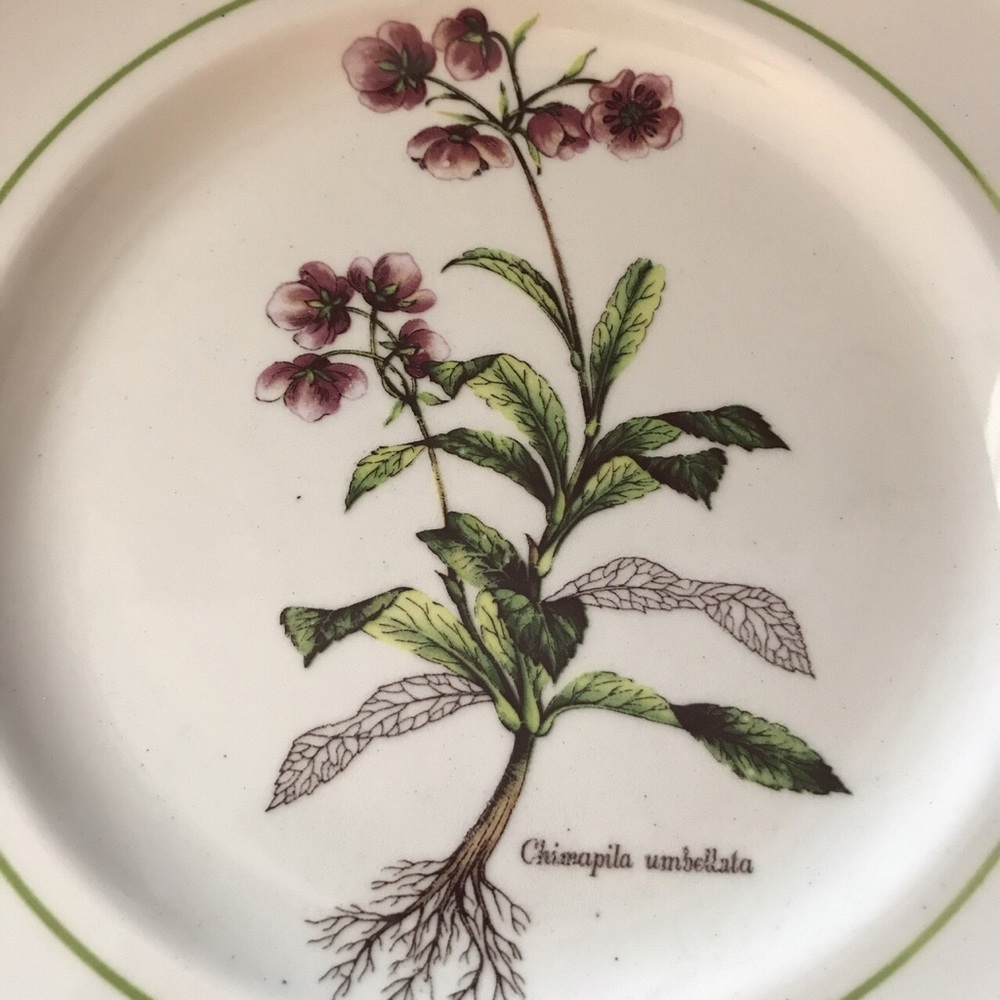 Primula Plate Made In Italy - Picture 2 of 4